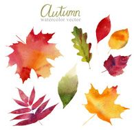 Set of autumn leaves vector