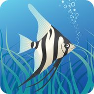 Tropical scalaire fish under water