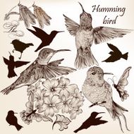 Vector set of hummingbirds in vintage style for design