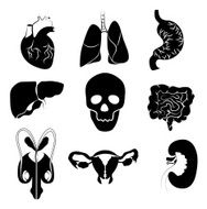 Internal Organs N3