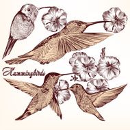 Collection of vector hand drawn hummingbirds for design N2