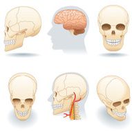 Vector skull and brain