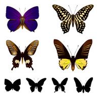 butterfly set N18