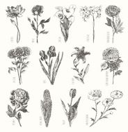 Trendy collection hand drawn flowers floral set N5