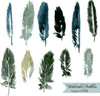 set of plumes N3
