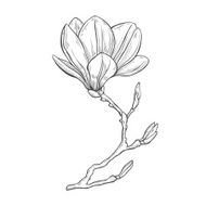Magnolia Hand drawn vector illustration on a white background sketch