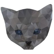 kitten head