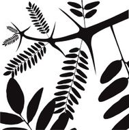 acacia - vector