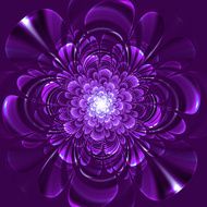 Beautiful flower on purple background N2