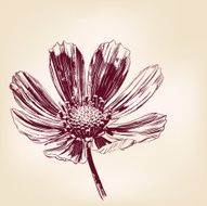 Beautiful Flower daisies vector illustration