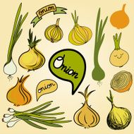 Sketch colored onions set N2