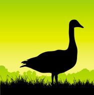 Goose standing on grass silhouette