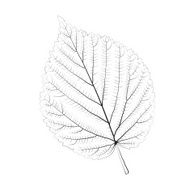 Isolated vector monochrome birch leaf N2