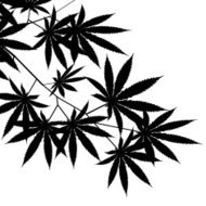Weed Vegetable silhouette black and white background Branch of cannabis N2