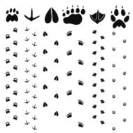 Paw Print N22