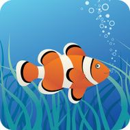 Tropical clown fish under water