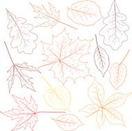 Leaves N131