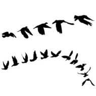 Doves and pigeons set for peace concept wedding design N3
