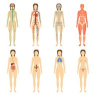 Set human organs and systems of the body vitality