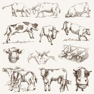 cow animal husbandry N3