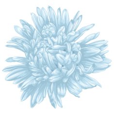 Beautiful blue aster isolated on white background N3