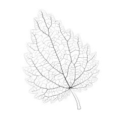 Isolated vector monochrome nettle leaf