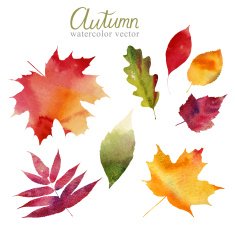 Set of autumn leaves vector