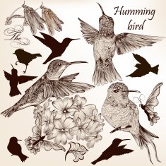 Vector set of hummingbirds in vintage style for design