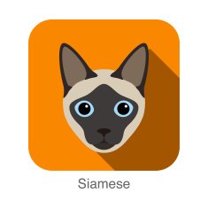 Siamese Cat breed face cartoon flat icon design
