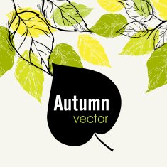 autumn leaf background N47