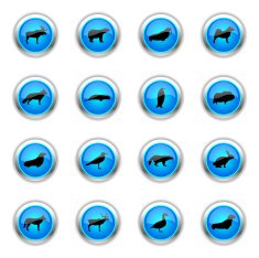 Blue Icons - Polar Animals