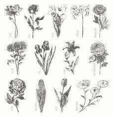 Trendy collection hand drawn flowers floral set N5