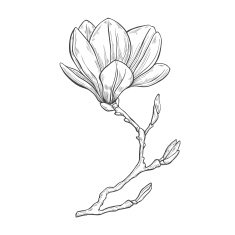 Magnolia Hand drawn vector illustration on a white background sketch