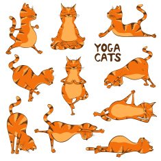 Funny red cat doing yoga position