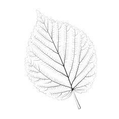 Isolated vector monochrome birch leaf N2