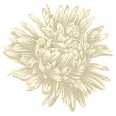 Beautiful beige aster isolated on white background N2