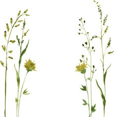 Silhouettes of flowers and grass N84