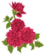 Bouquet of dahlia flowers isolated N3
