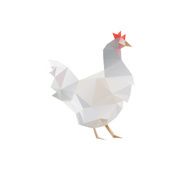 Chicken isolated on a white backgrounds N2
