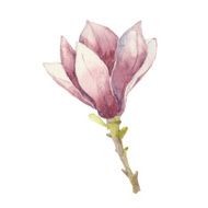 Magnolia isolated on a white background Vector watercolor hand drawn illustration N2