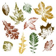 Collection of autumn leaves imprints