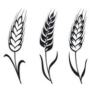 Wheat N24
