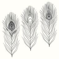 Set of peacock feathers isolated on white background