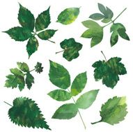 Leaves set N3