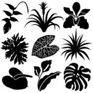 tropical leaves and flowers