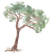 pine tree on a white background Watercolor Sketch vector N2