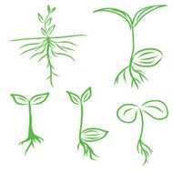 Hand draw Sprouts plants seeding vector illustrations EPS10