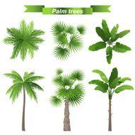 Palm Trees N49