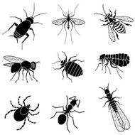 pest insects