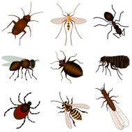 pest insects N2